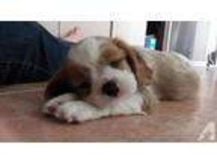 Cavalier King Charles Spaniel Puppy for sale in TAMPA, FL, USA