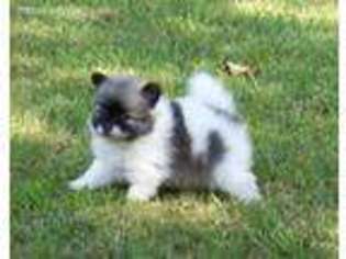 Pomeranian Puppy for sale in Miller, MO, USA