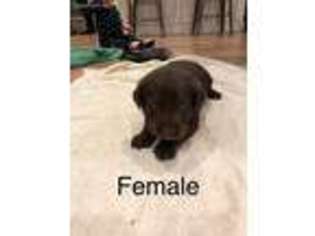 Labrador Retriever Puppy for sale in Calhoun, GA, USA