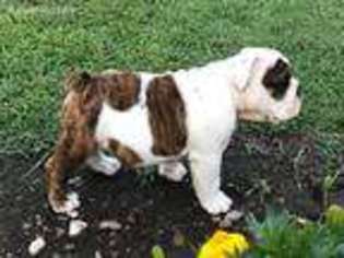 Bulldog Puppy for sale in Oswego, KS, USA