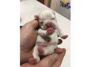 French Bulldog Puppy for sale in Elizabeth, IN, USA