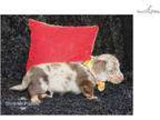 Dachshund Puppy for sale in Saint Louis, MO, USA