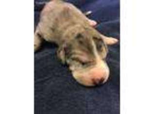 Great Dane Puppy for sale in Round O, SC, USA