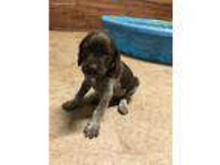German Shorthaired Pointer Puppy for sale in Bushnell, FL, USA