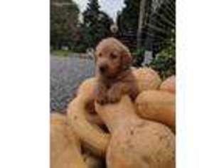 Labradoodle Puppy for sale in Ronks, PA, USA