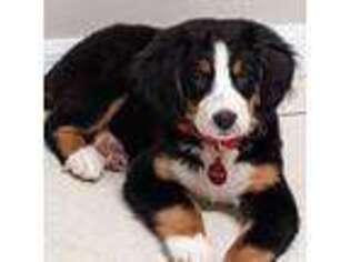 Bernese Mountain Dog Puppy for sale in Davenport, FL, USA