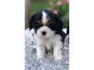 Cavalier King Charles Spaniel Puppy for sale in Hiddenite, NC, USA