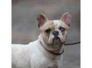 French Bulldog Puppy for sale in Winchester, VA, USA