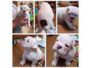 Bulldog Puppy for sale in Tifton, GA, USA