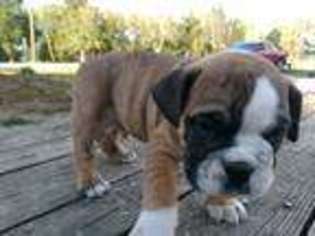 Bulldog Puppy for sale in Tunas, MO, USA