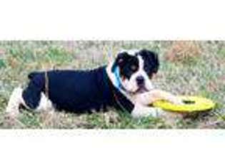 Olde English Bulldogge Puppy for sale in Holladay, TN, USA