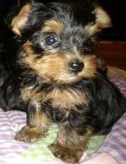 Yorkshire Terrier Puppy for sale in Mount Angel, OR, USA