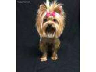 Yorkshire Terrier Puppy for sale in Covington, TX, USA