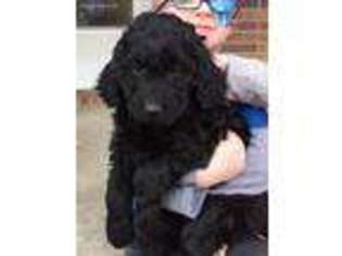 Goldendoodle Puppy for sale in Milford, NE, USA