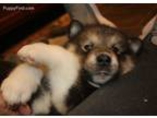 Alaskan Malamute Puppy for sale in Mesa, AZ, USA