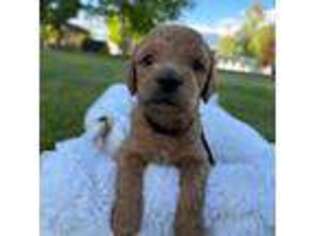 Mutt Puppy for sale in Kalispell, MT, USA