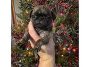 Pug Puppy for sale in Raynham, MA, USA