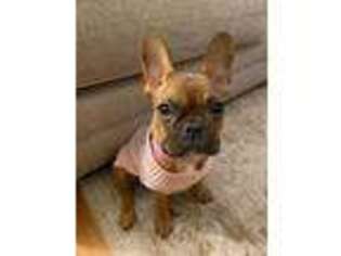 French Bulldog Puppy for sale in West New York, NJ, USA
