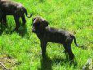 Mastiff Puppy for sale in SANDY, OR, USA