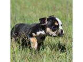 Bulldog Puppy for sale in Reading, PA, USA