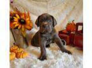 Cane Corso Puppy for sale in Damascus, MD, USA
