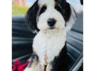 Mutt Puppy for sale in Tipp City, OH, USA