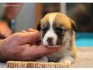 Pembroke Welsh Corgi Puppy for sale in Manchester, KY, USA