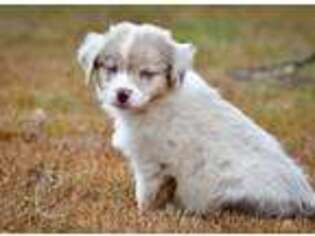 Australian Shepherd Puppy for sale in Stigler, OK, USA