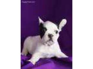 French Bulldog Puppy for sale in Ashburn, VA, USA