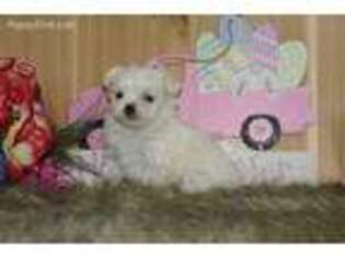 Maltese Puppy for sale in Seymour, IA, USA