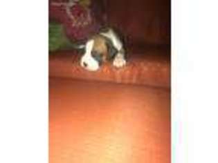 Boxer Puppy for sale in Lexington, NC, USA
