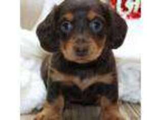 Dachshund Puppy for sale in Mountain Home, AR, USA