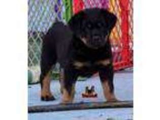 Rottweiler Puppy for sale in Spartanburg, SC, USA