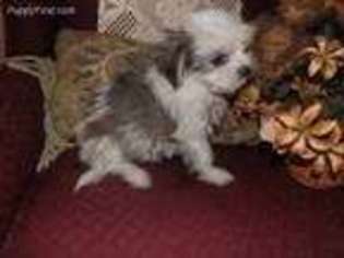 Shorkie Tzu Puppy for sale in Albertville, AL, USA