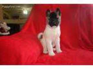 Akita Puppy for sale in Woodbury, NJ, USA