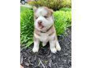 Siberian Husky Puppy for sale in Fredericktown, OH, USA