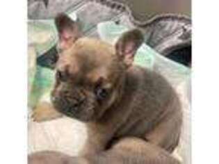 French Bulldog Puppy for sale in Bedford, TX, USA