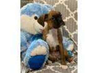 Boxer Puppy for sale in Gilmer, TX, USA