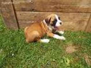 Boxer Puppy for sale in Exeter, MO, USA