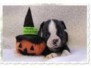 Boston Terrier Puppy for sale in Colorado Springs, CO, USA