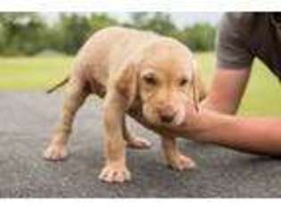Labrador Retriever Puppy for sale in Erath, LA, USA