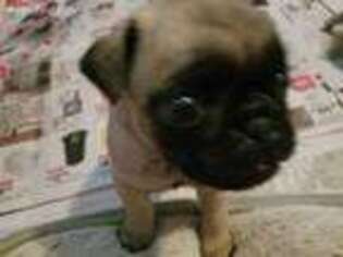 Pug Puppy for sale in Easthampton, MA, USA