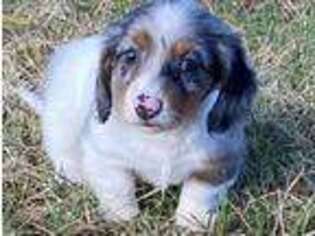 Dachshund Puppy for sale in Tulsa, OK, USA