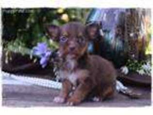 Chorkie Puppy for sale in Bowling Green, MO, USA