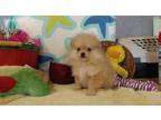 Pomeranian Puppy for sale in Westfield, NC, USA