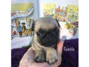 Pug Puppy for sale in Rochester, NY, USA