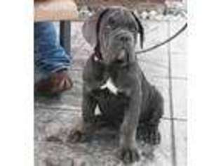 Cane Corso Puppy for sale in Milford, PA, USA