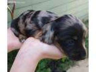 Dachshund Puppy for sale in Kyle, TX, USA