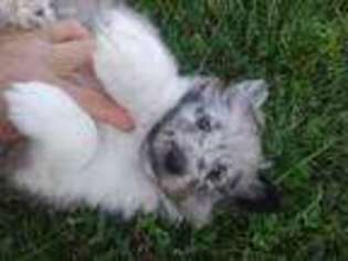 Shetland Sheepdog Puppy for sale in Luray, MO, USA