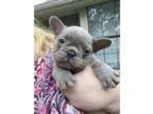 French Bulldog Puppy for sale in Sachse, TX, USA